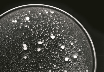 Photogramme « Emulsion » de Stéphanie Robert